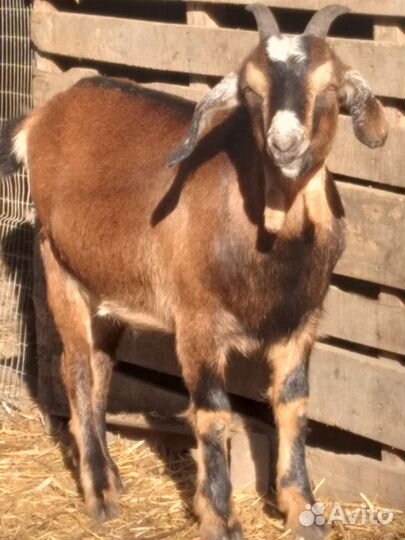 Нубийские козочки