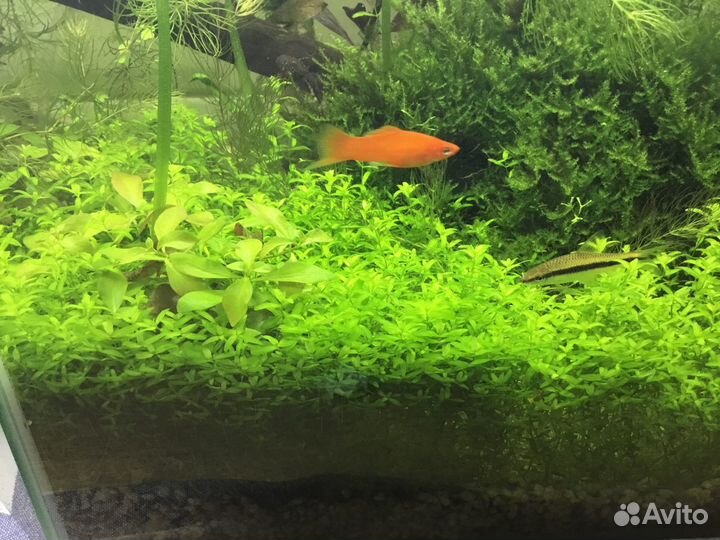 Эхинодорус, мох риччия, микрантемум, анубиас