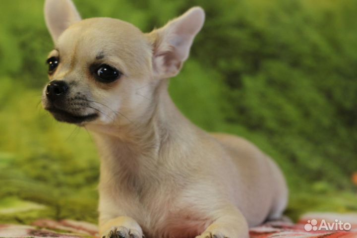 Девочки чихуахуа с РКФ