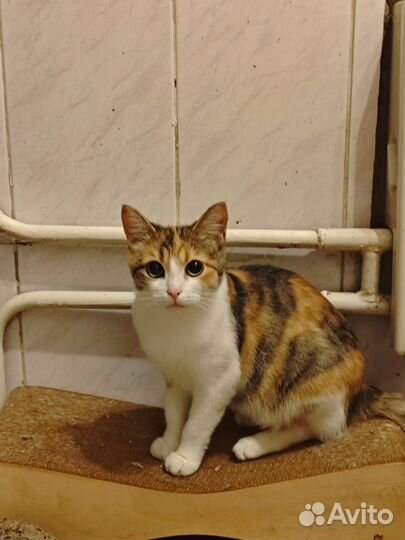 Кошечка в добрые руки