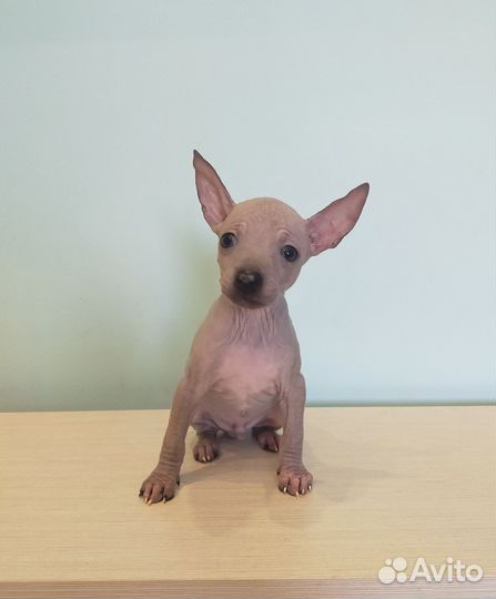 Мини дети агт