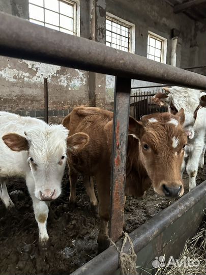 Бычки и телка