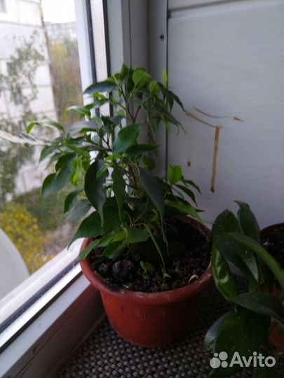 Фикус, хойя