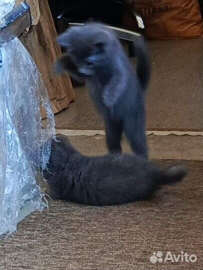 Котята
