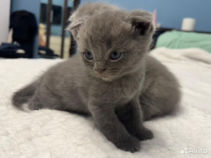 Шотландские вислоухие котята