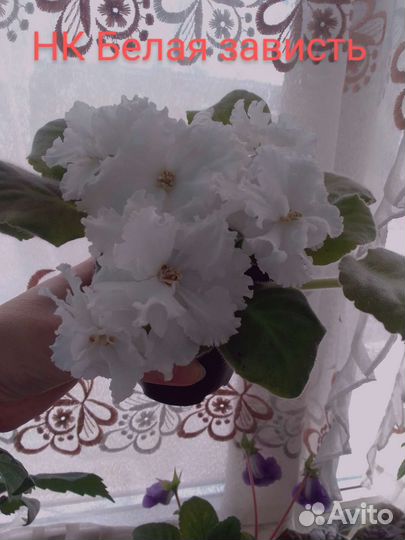 Фиалка/черенки