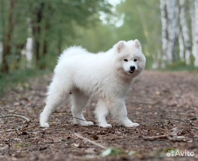 Щенок самоеда 4 месяца