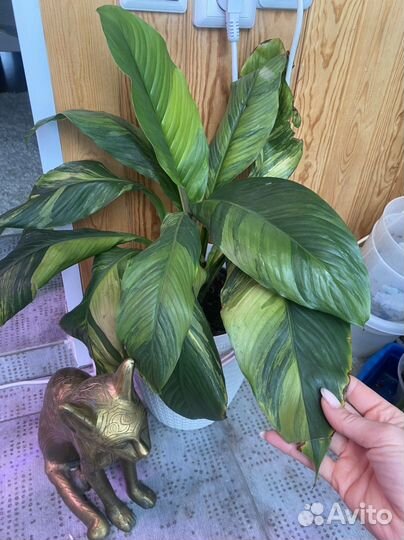 Спатифиллум Сенсация sunny с белым и желтым варом