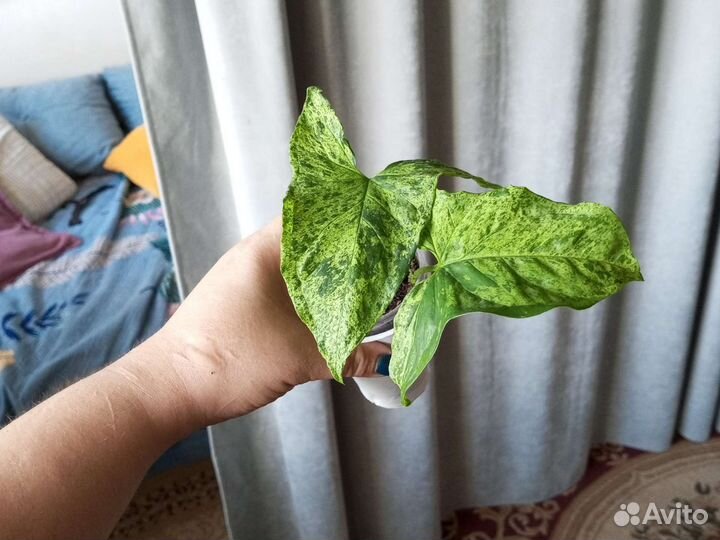 Сингониум Моттлед черенки