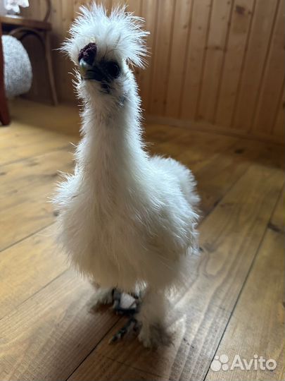 Китайские шелковые петушки