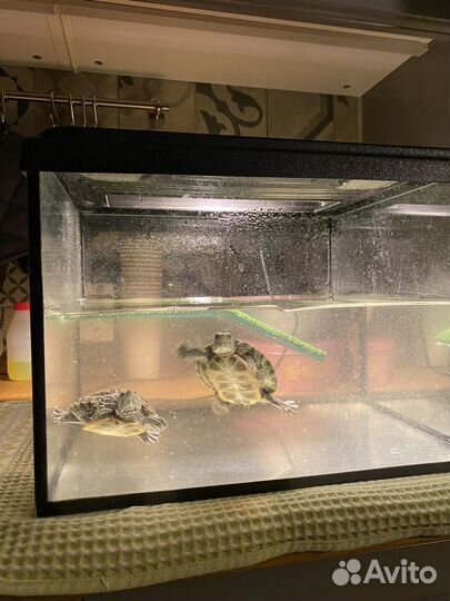 Черепашки красноухие, аквариум