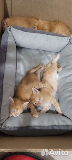 Котята в добрые руки бесплатно