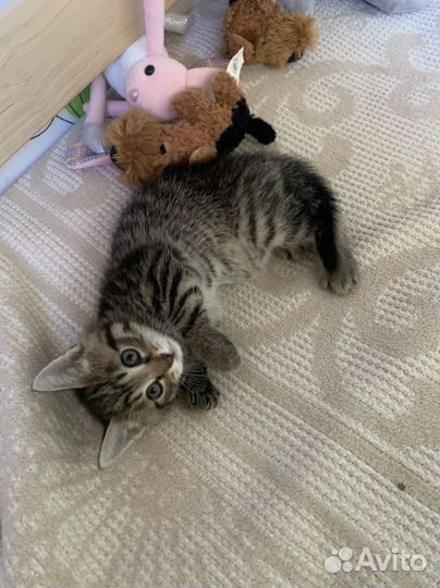 Котята в добрые руки бесплатно