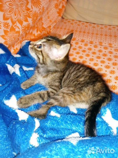 Маленький котенок девочка в добрые руки