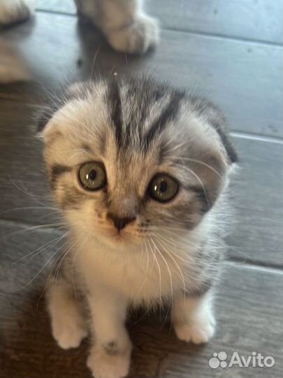 Шотландская вислоухая кошка бесплатно