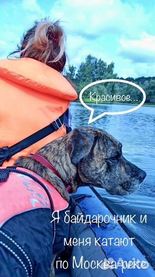 Компаньоны по прогулкам с собаками