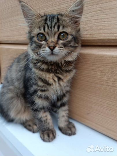 Очень добрые и полезные котята в добрые руки