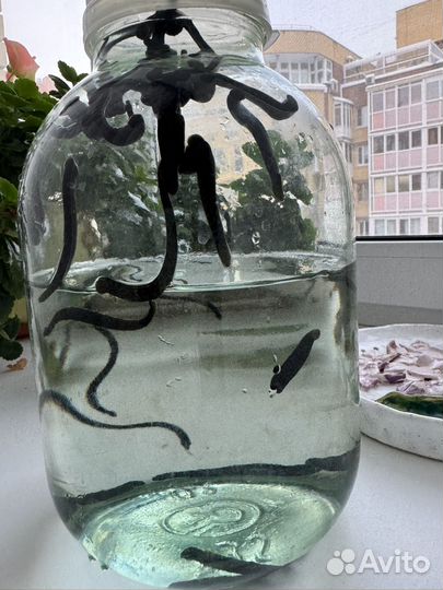 Гирудо практики