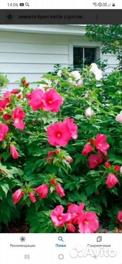 Гибискус 2 вида, Вейгела,Барвинок