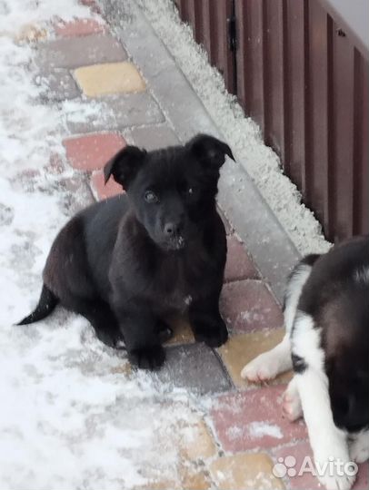 Щенок в добрые руки