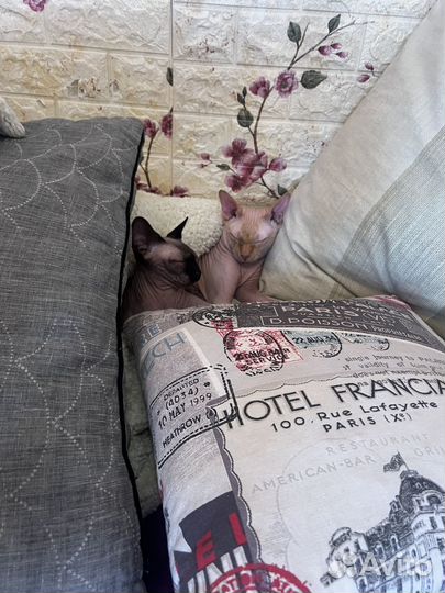 Продам сфинкса