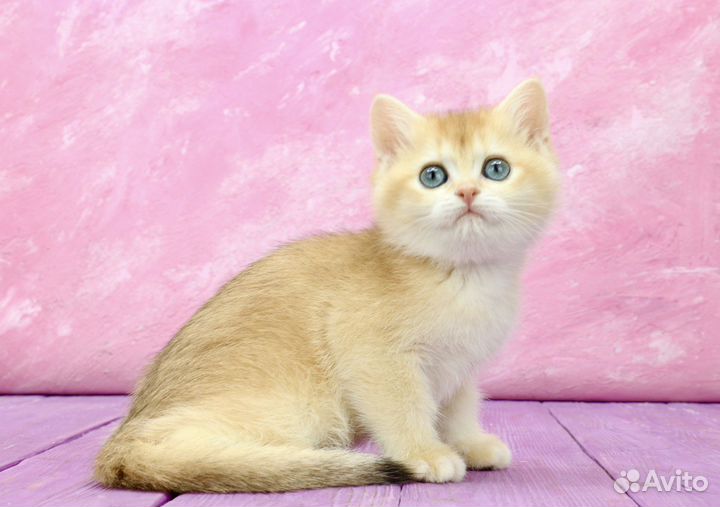 Британская золотая шиншилла кошка ny12 апельсин