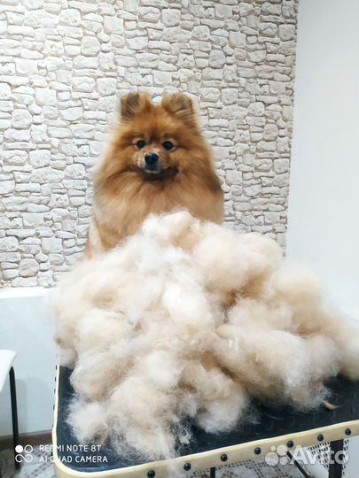 Шерсть шпица