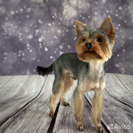 Груминг собак/кошек (стрижка/вычес/эксп-линька)