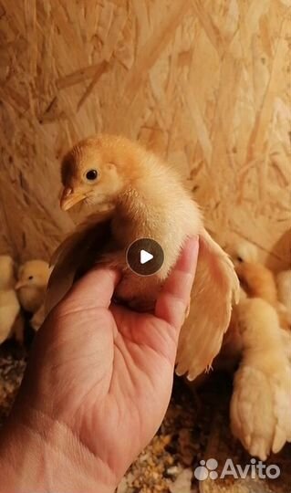 Цыпы 3-недели Ломан Браун (курочки), Супер Ник