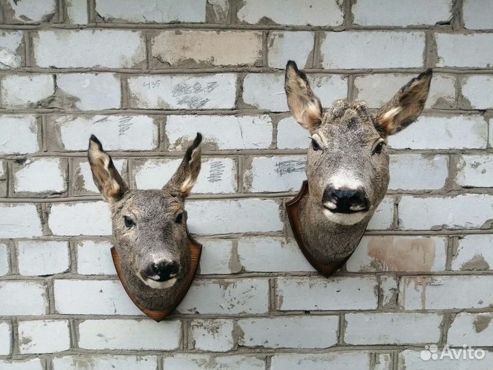 Чучело косули