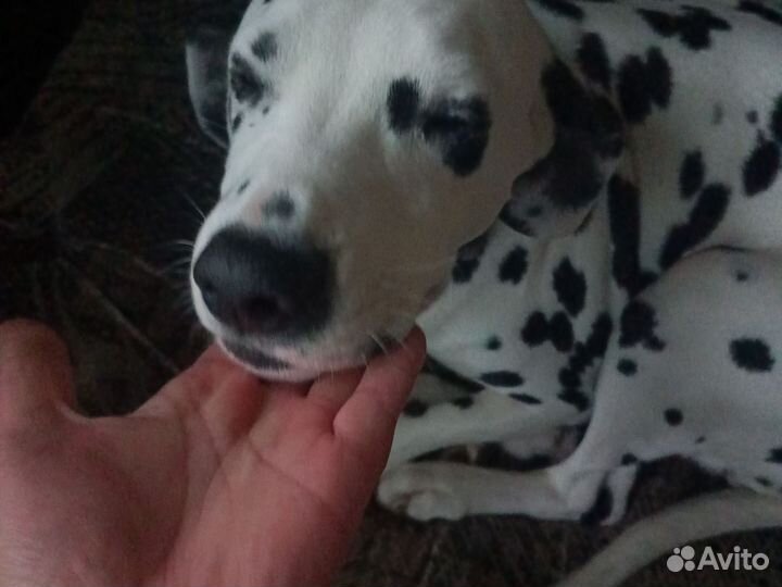 Далматинец