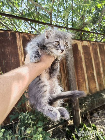 Котята 2х мес в добрые руки даром