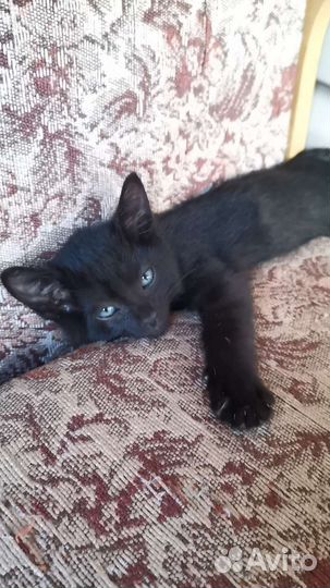 Черный котенок с голубыми глазами
