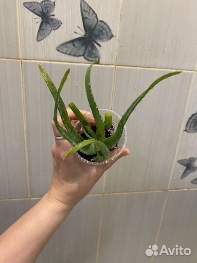 Алоэ столетник