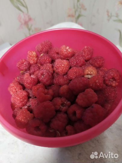 Малина сортовая,очень крупная,урожайная