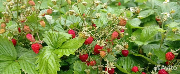 Земляника ремонтантная Рюген саженцы