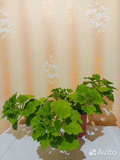 Комнатные растения цветы