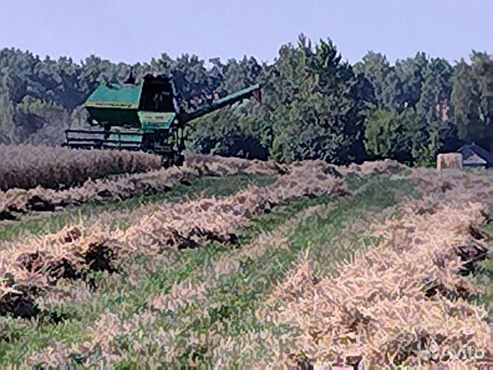 Сено, зерно солома