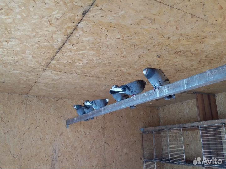 Продам голубей