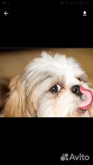 Домашняя Передержка животных