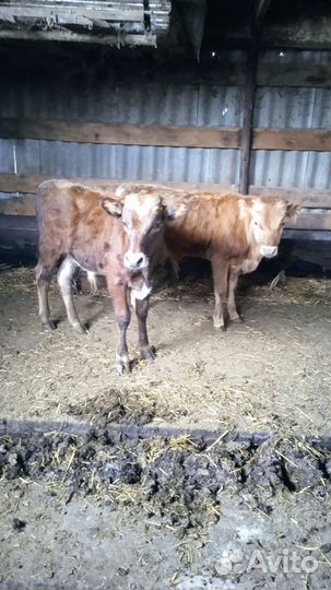 Коровы и бычки