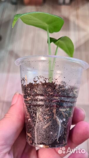 Алоказия Лонгилоба,Блек вельвет