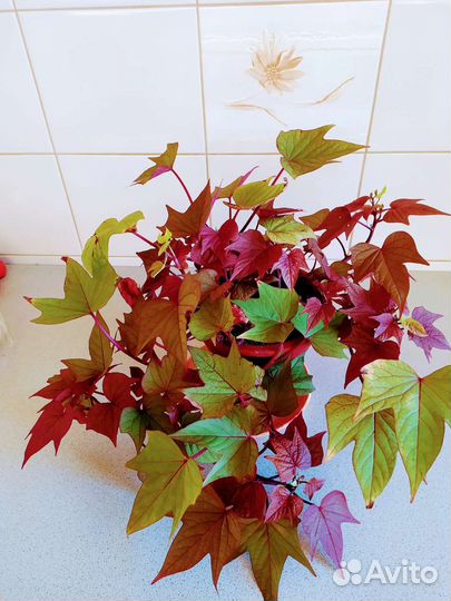 Ипомея батат Декоративная