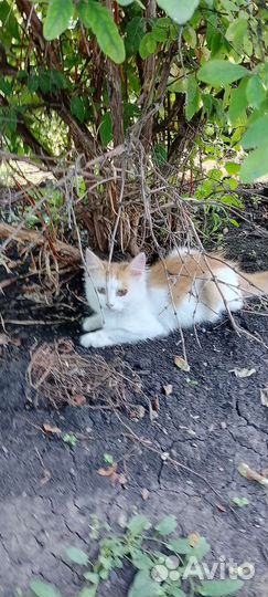 Кошки бесплатно