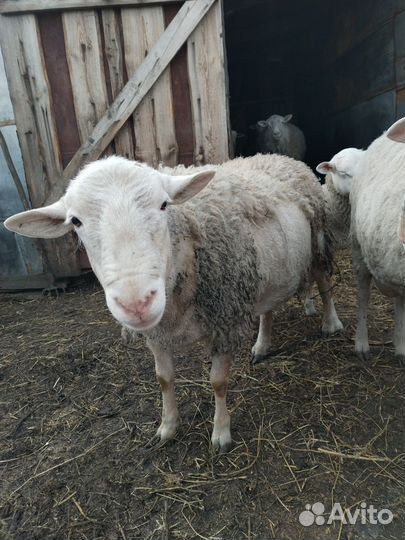 Катумский баран