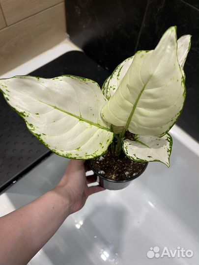 Аглаонема вайт джой продам или обменяю