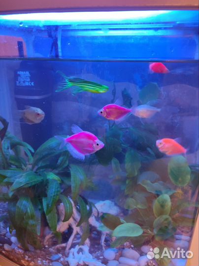 Аквариум