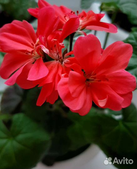 Пеларгония Paul West