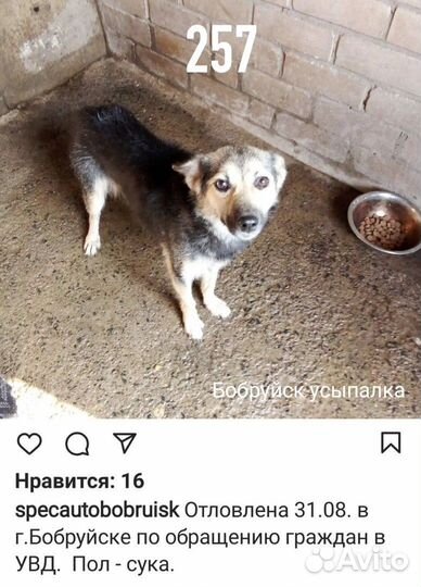 Маленькая собачка в усыпалке