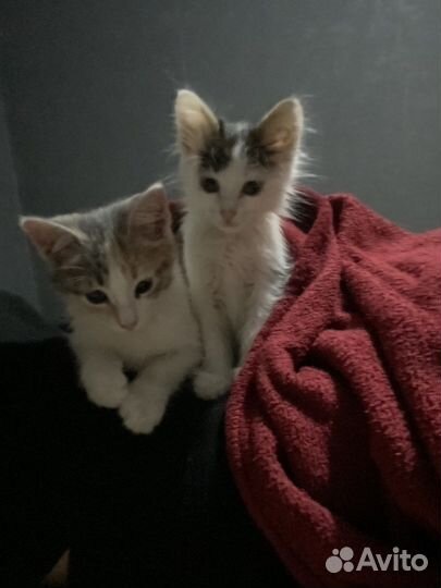 Кошки в добрые руки д